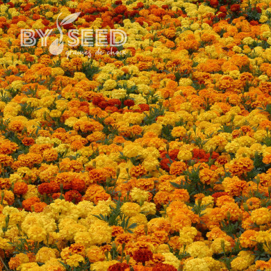 OEillet d'Inde triploïde Zenith Mix