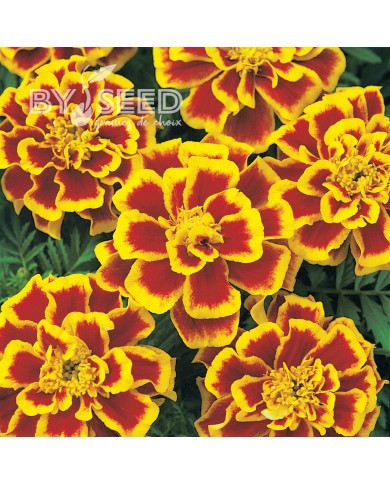 Œillet d'Inde nain Durango® Bee