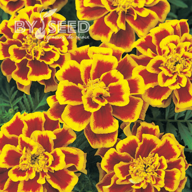 Œillet d'Inde nain Durango® Bee