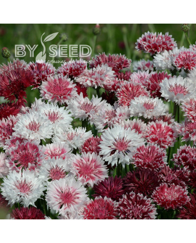 Centaurée barbeau Classic Romantic