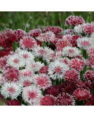 Centaurée barbeau Classic Magic