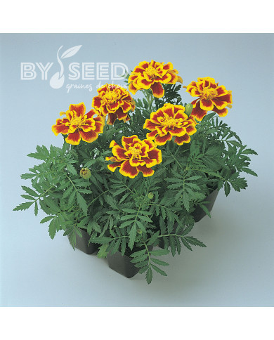 Œillet d'Inde nain Durango® Bee