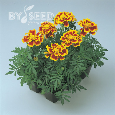 Œillet d'Inde nain Durango® Bee