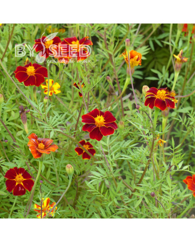 Œillet d'Inde haut Linnaeus Burning Embers