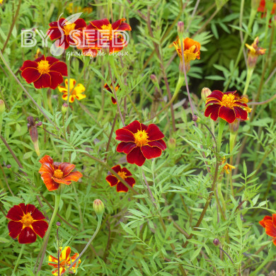 Œillet d'Inde haut Linnaeus Burning Embers