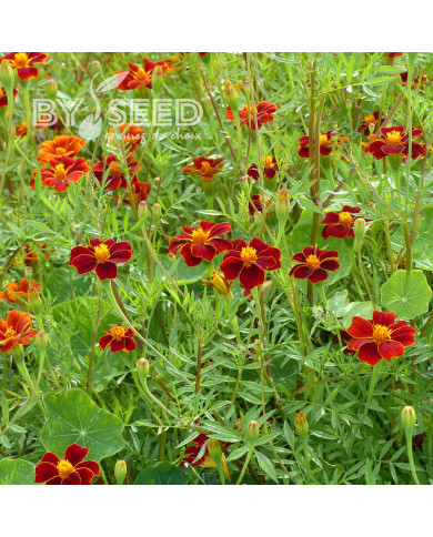 Œillet d'Inde haut Linnaeus Burning Embers