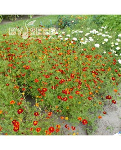 Œillet d'Inde haut Linnaeus Burning Embers