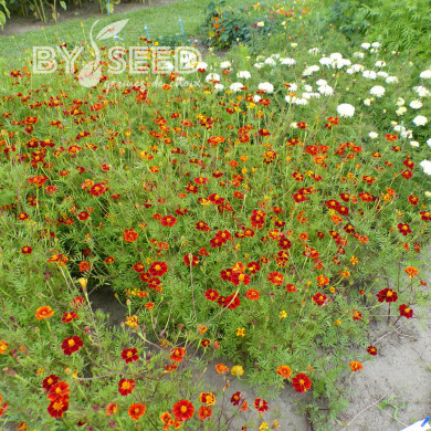 Œillet d'Inde haut Linnaeus Burning Embers