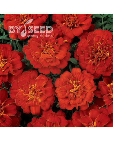 Œillet d'Inde nain Durango® Red