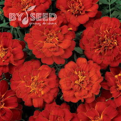 Œillet d'Inde nain Durango® Red