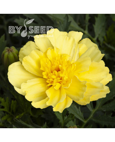 OEillet d'Inde nain Alumia Vanilla Cream