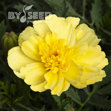 OEillet d'Inde nain Alumia Vanilla Cream