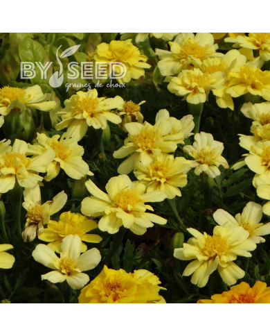 OEillet d'Inde nain Alumia Vanilla Cream