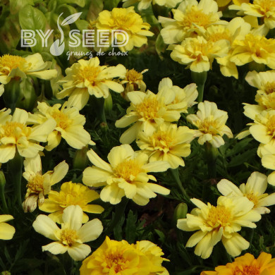 OEillet d'Inde nain Alumia Vanilla Cream