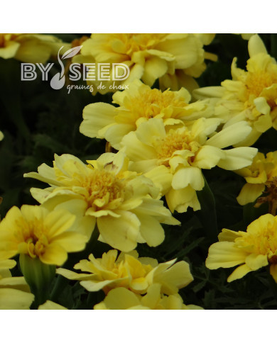 OEillet d'Inde nain Alumia Vanilla Cream