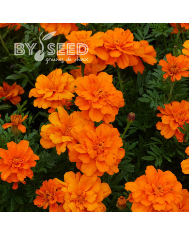 Œillet d'Inde nain Durango® Tangerine