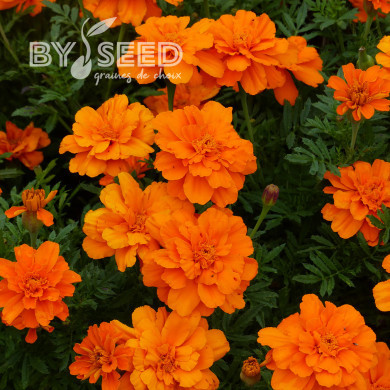 Œillet d'Inde nain Durango® Tangerine