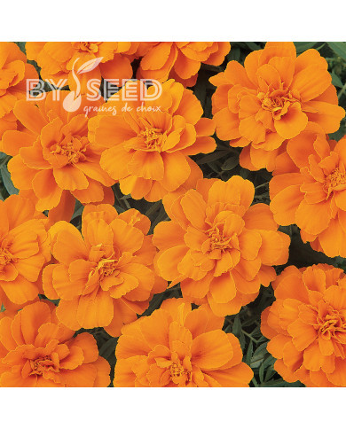 Œillet d'Inde nain Durango® Tangerine