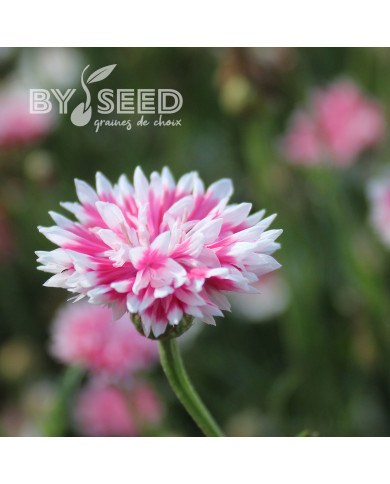 Centaurée barbeau Classic Romantic