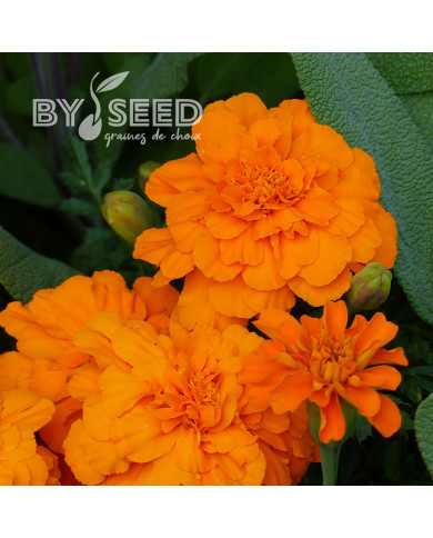 Œillet d'Inde nain Durango® Tangerine