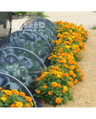 Œillet d'Inde nain Durango® Tangerine