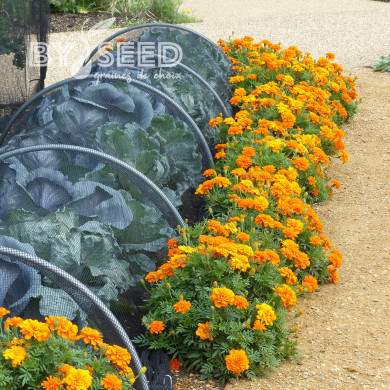 Œillet d'Inde nain Durango® Tangerine