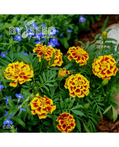 Œillet d'Inde nain Mango Tango