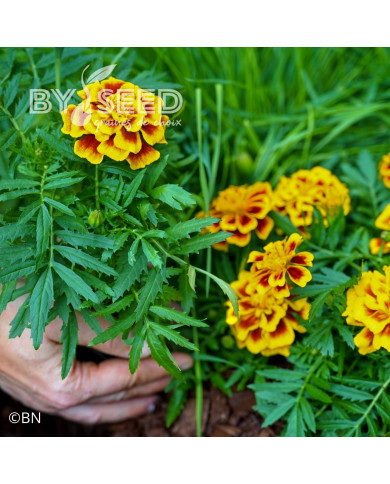 Œillet d'Inde nain Mango Tango