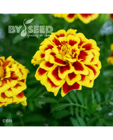 Œillet d'Inde nain Mango Tango