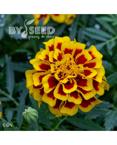 Œillet d'Inde nain Mango Tango