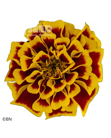 Œillet d'Inde nain Mango Tango