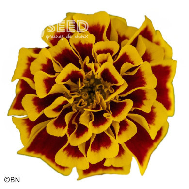 Œillet d'Inde nain Mango Tango