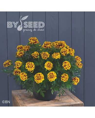 Œillet d'Inde nain Mango Tango