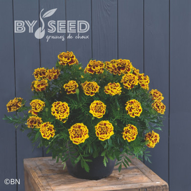 Œillet d'Inde nain Mango Tango