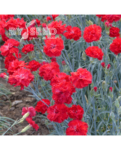 Œillet des fleuristes Triumph Scarlet