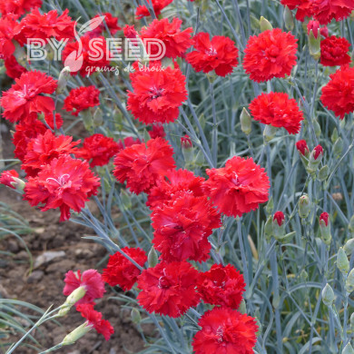 Œillet des fleuristes Triumph Scarlet