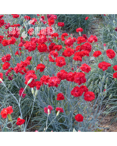 Œillet des fleuristes Triumph Scarlet
