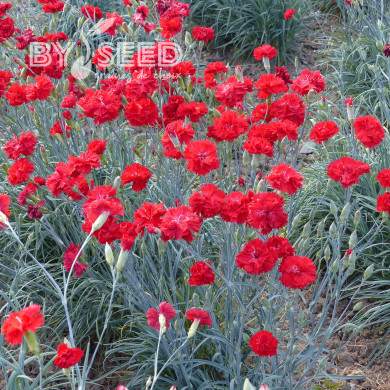 Œillet des fleuristes Triumph Scarlet