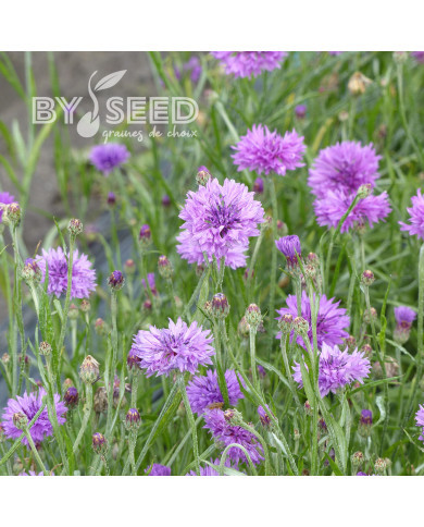 Centaurée barbeau Lady Mauve