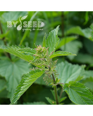 Ortie dioïque (plante sauvage)