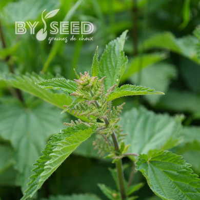 Ortie dioïque (plante sauvage)