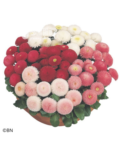 Pâquerette Tasso® Mix (graines enrobées)