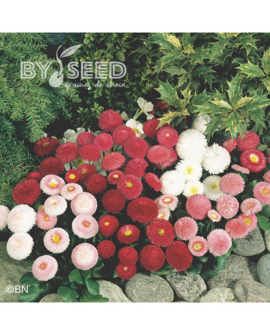 Pâquerette Tasso® Mix (graines enrobées)