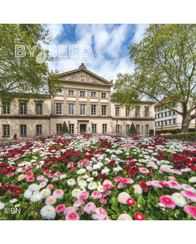 Pâquerette Tasso® Mix (graines enrobées)