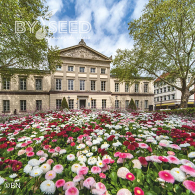 Pâquerette Tasso® Mix (graines enrobées)