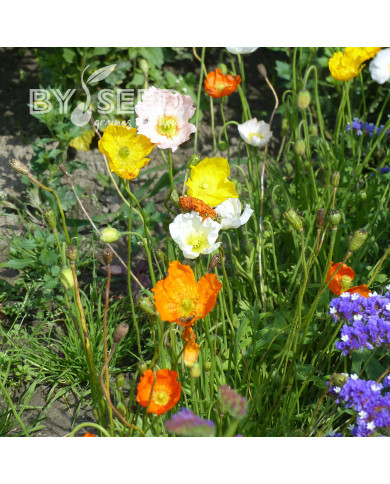 Pavot d'Islande Artist's Glory Mix