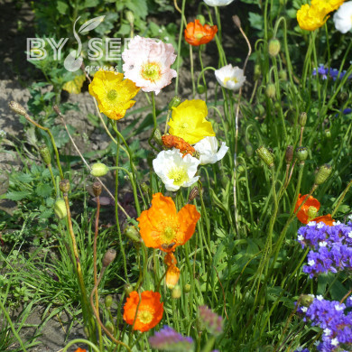 Pavot d'Islande Artist's Glory Mix