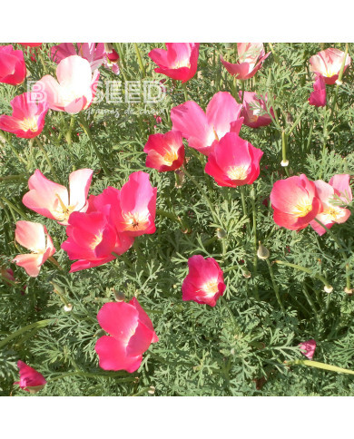 Pavot de Californie Carmine King