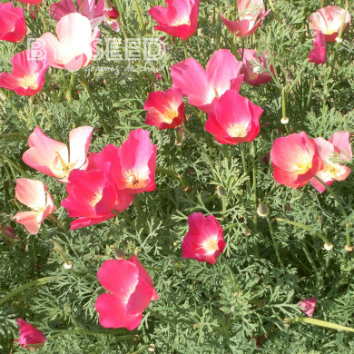 Pavot de Californie Carmine King