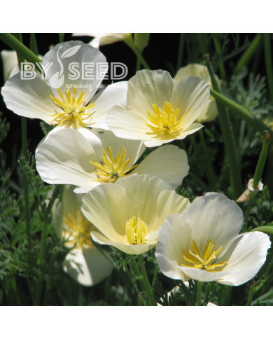 Pavot de Californie Alba